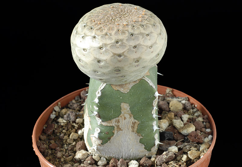 Euphorbia turbiniformis Cm. 5,5 € 115,00.jpg